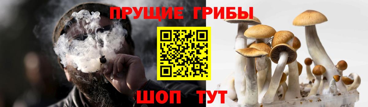 Аксай  Галлюциногенные грибы Psilocybe  Вход с VPN 